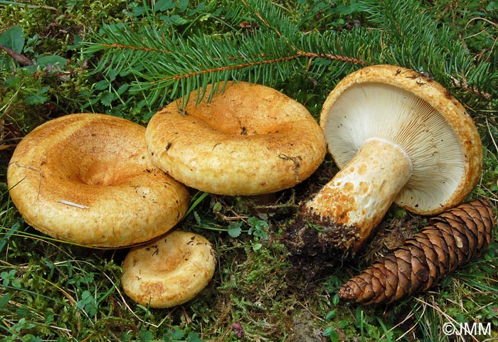 Lactarius scrobiculatus