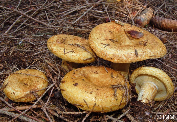 Lactarius scrobiculatus