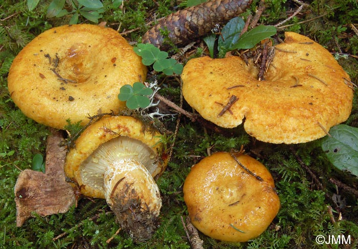 Lactarius scrobiculatus