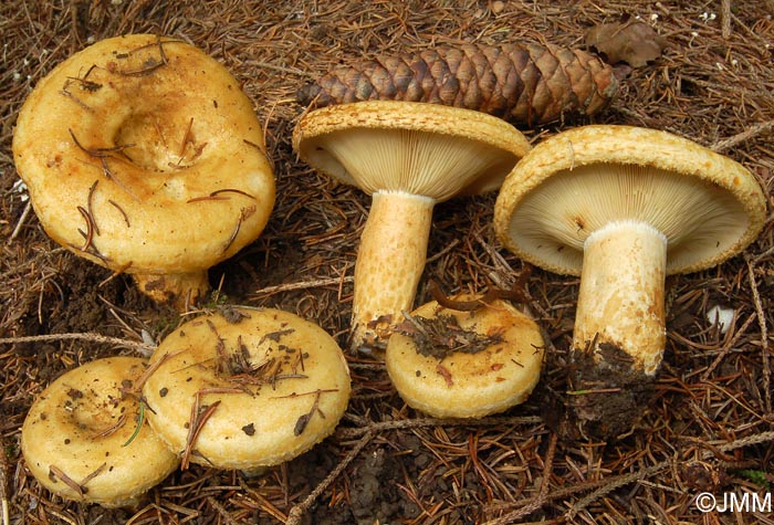 Lactarius scrobiculatus