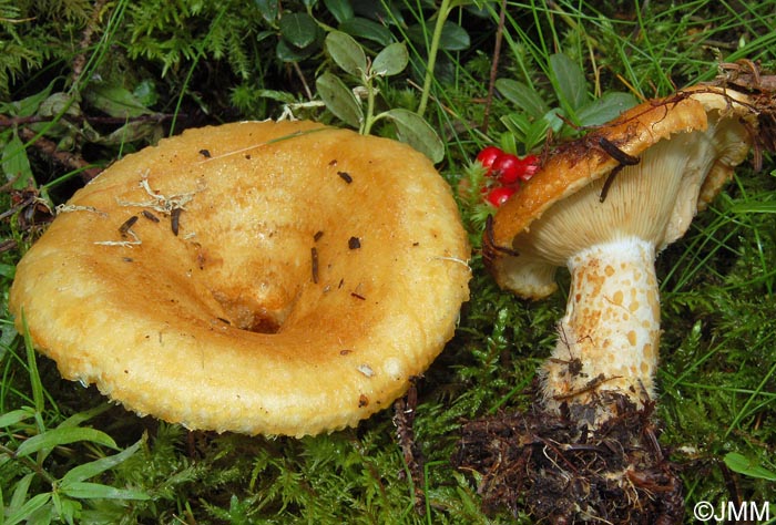 Lactarius scrobiculatus