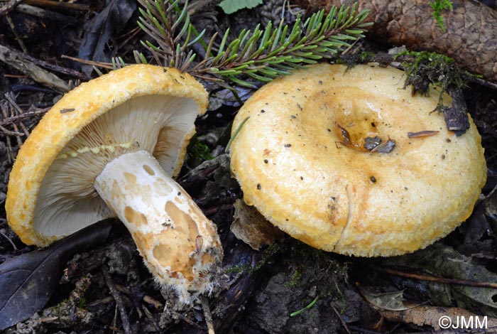 Lactarius scrobiculatus