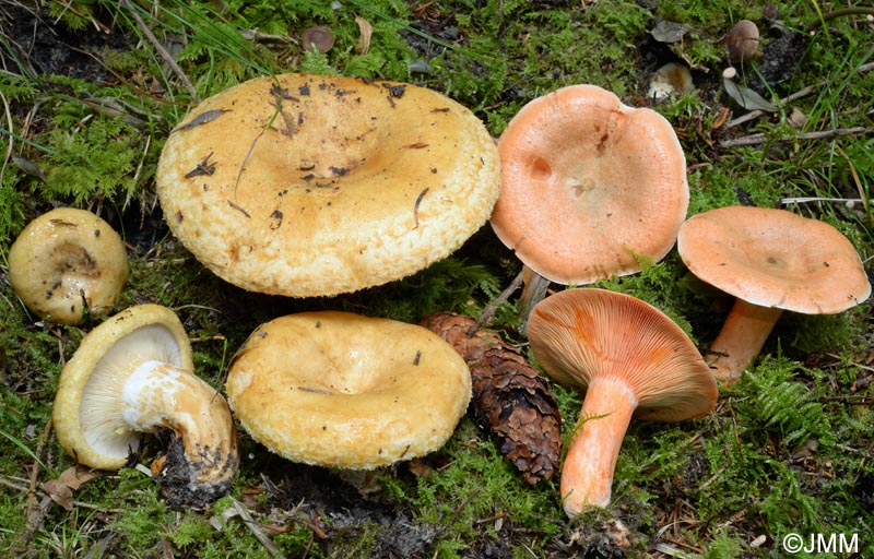 Lactarius scrobiculatus  gauche -  Lactarius deterrimus  droite