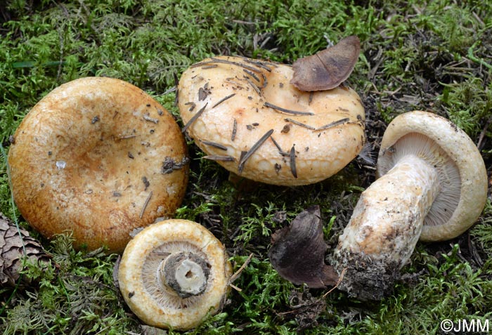 Lactarius scrobiculatus & Lactarius intermedius