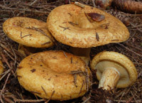 Lactarius scrobiculatus