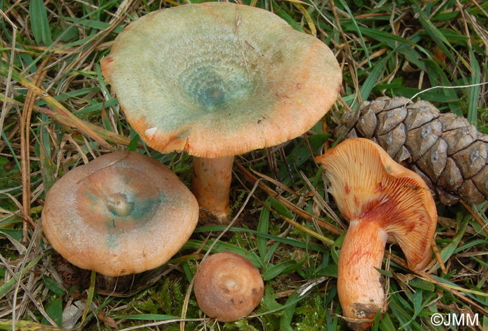 Lactarius semisanguifluus