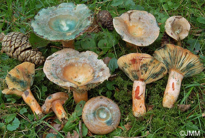 Lactarius semisanguifluus