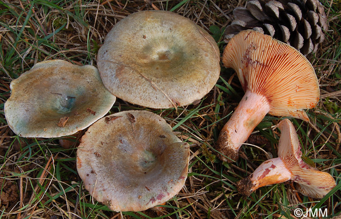 Lactarius semisanguifluus