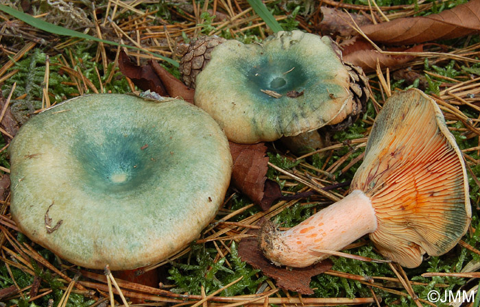 Lactarius semisanguifluus