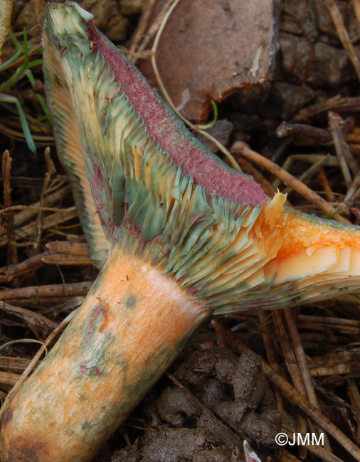 Lactarius semisanguifluus : Lait orange virant au rouge en 1  3 mn