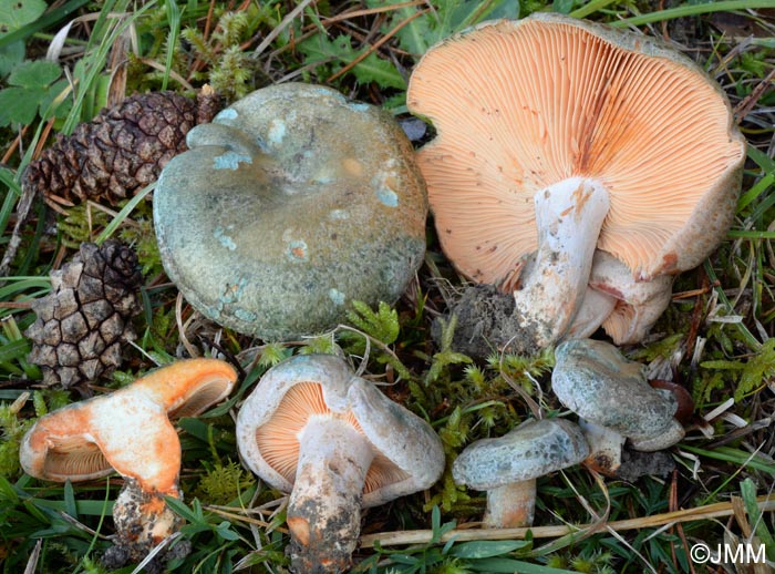 Lactarius semisanguifluus