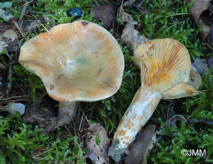 Lactarius semisanguifluus