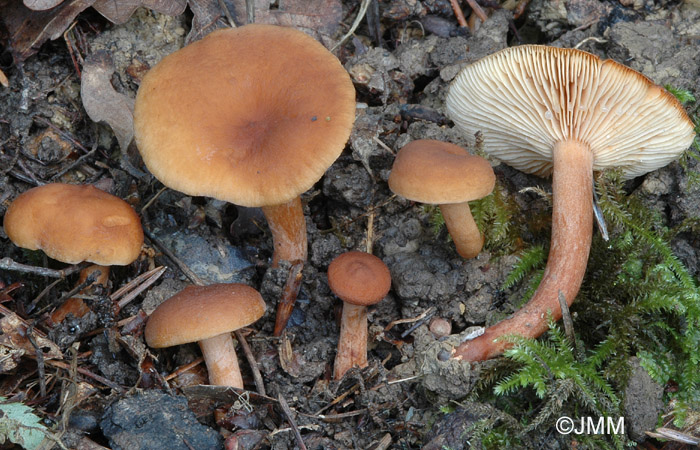 Lactarius serifluus