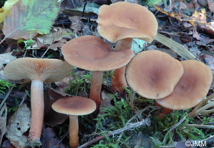 Lactarius serifluus