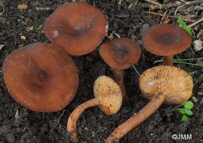 Lactarius serifluus