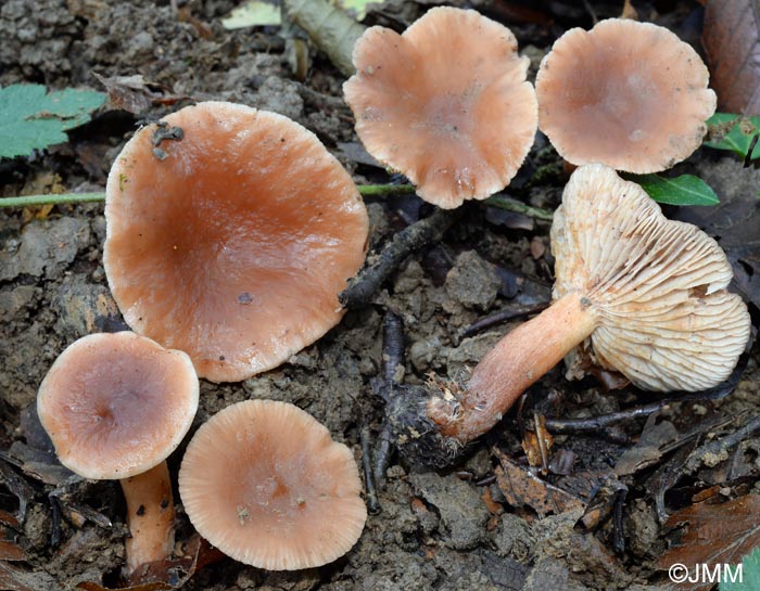 Lactarius serifluus