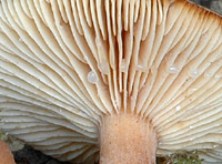 Lactarius serifluus : lait sreux immuable