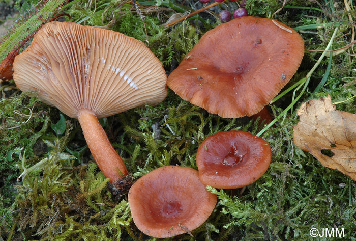 Lactarius sphagneti