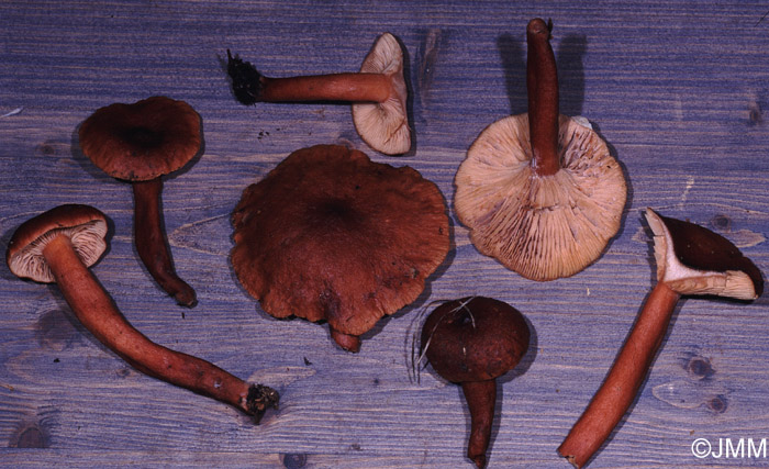 Lactarius sphagneti