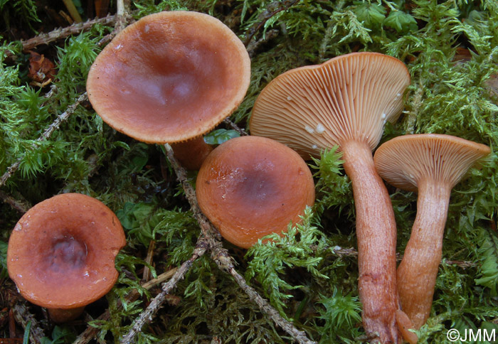 Lactarius sphagneti