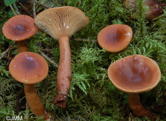 Lactarius sphagneti