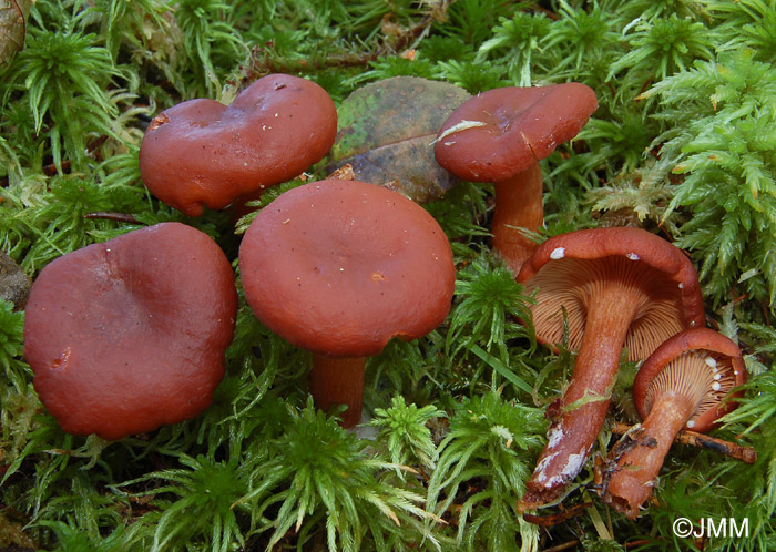 Lactarius sphagneti