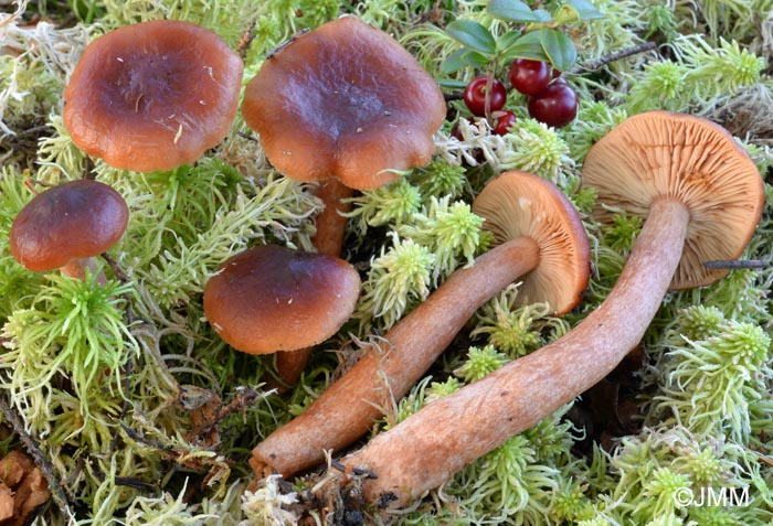 Lactarius sphagneti