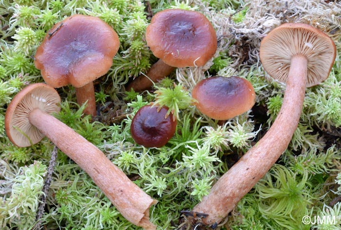 Lactarius sphagneti