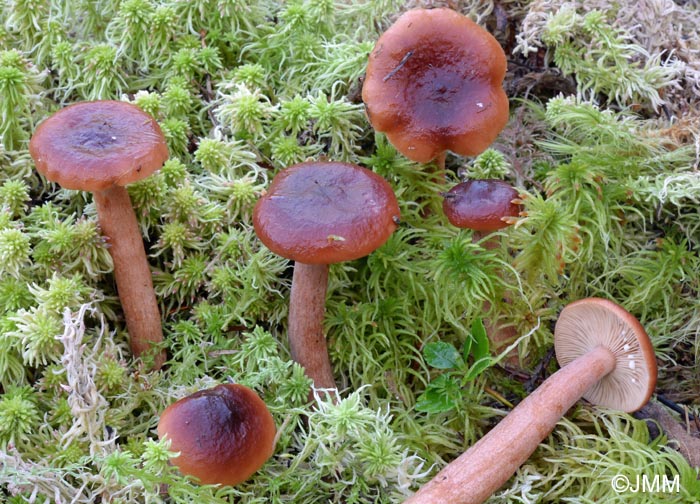 Lactarius sphagneti