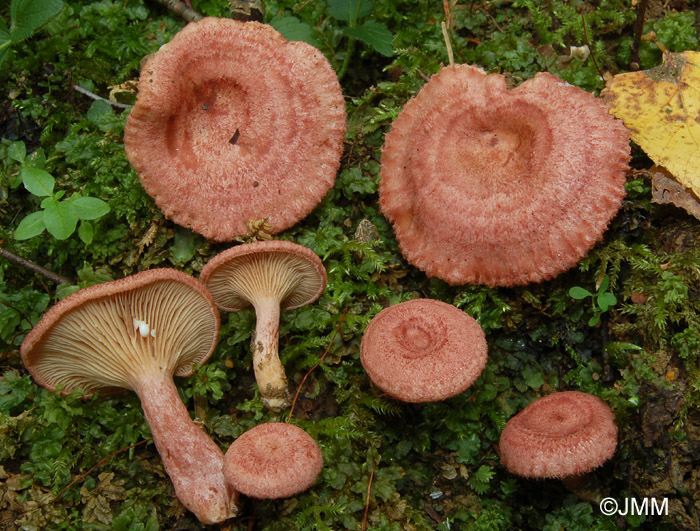 Lactarius spinosulus