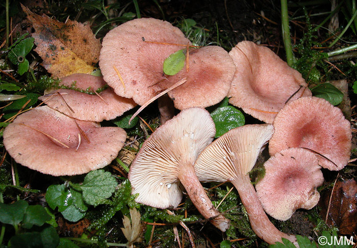 Lactarius spinosulus : exemplaires lavs par la pluie