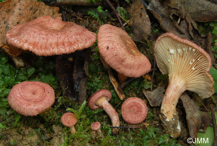 Lactarius spinosulus