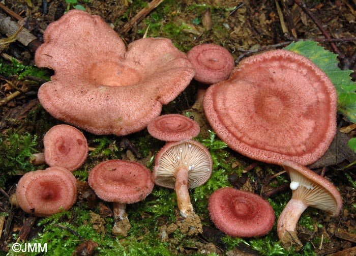 Lactarius spinosulus