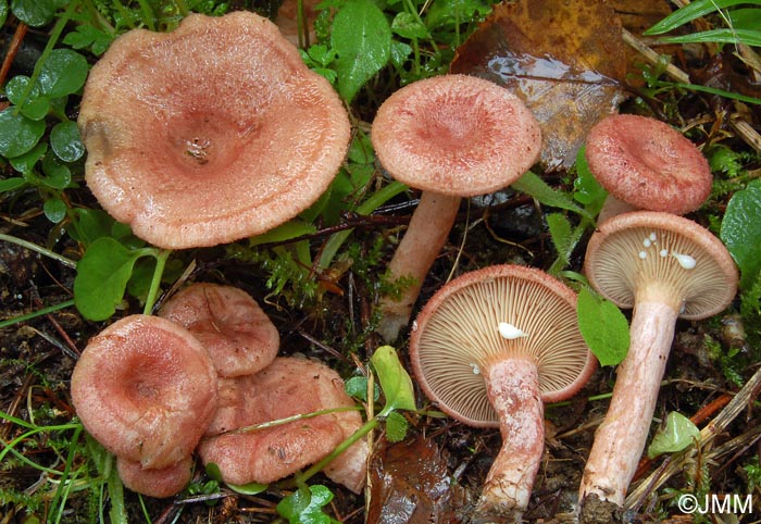 Lactarius spinosulus