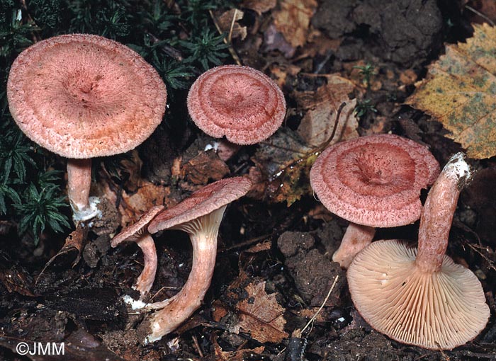 Lactarius spinosulus