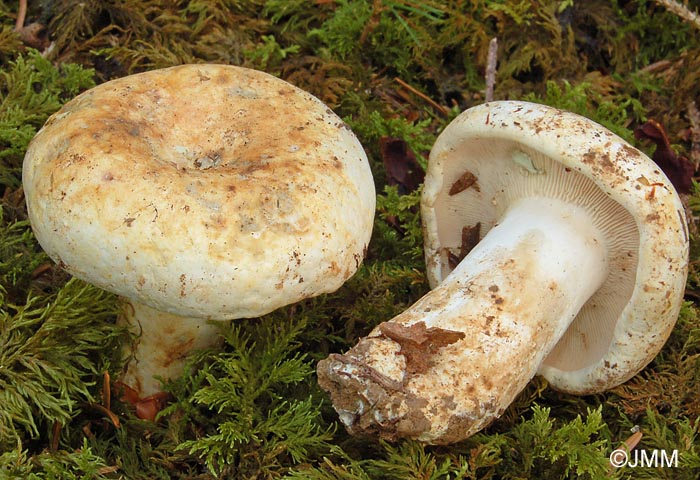 Lactarius spurius