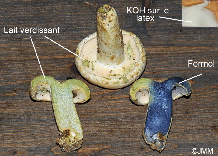 Lactarius spurius : KOH nul