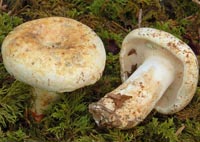 Lactarius spurius