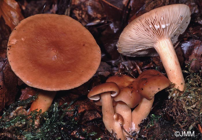 Lactarius subdulcis