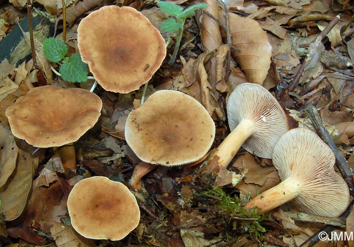 Lactarius subdulcis