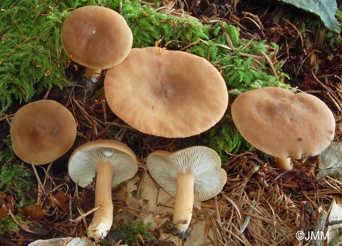 Lactarius subdulcis