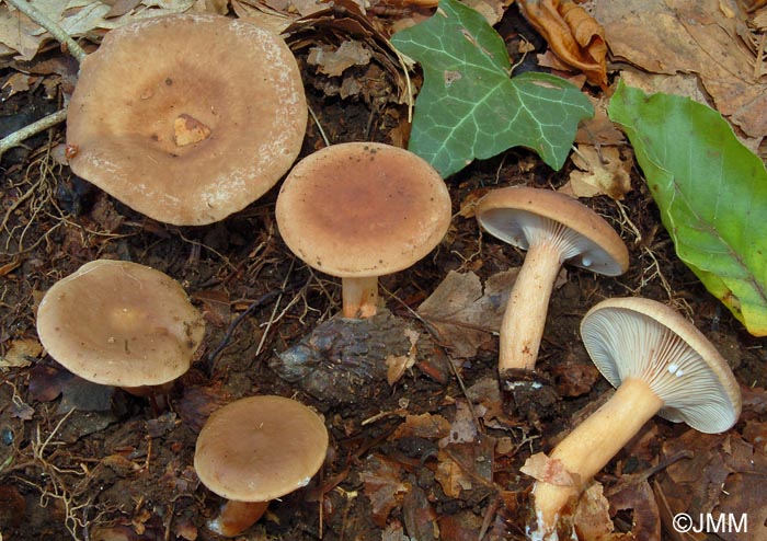 Lactarius subdulcis