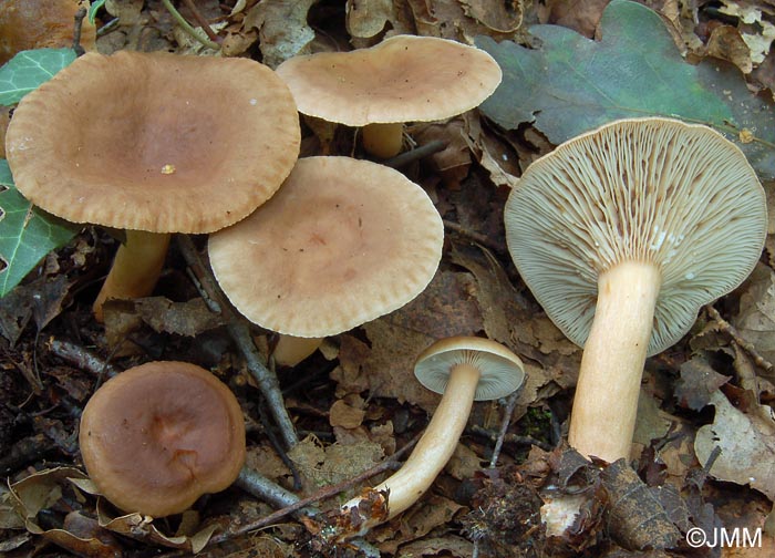 Lactarius subdulcis