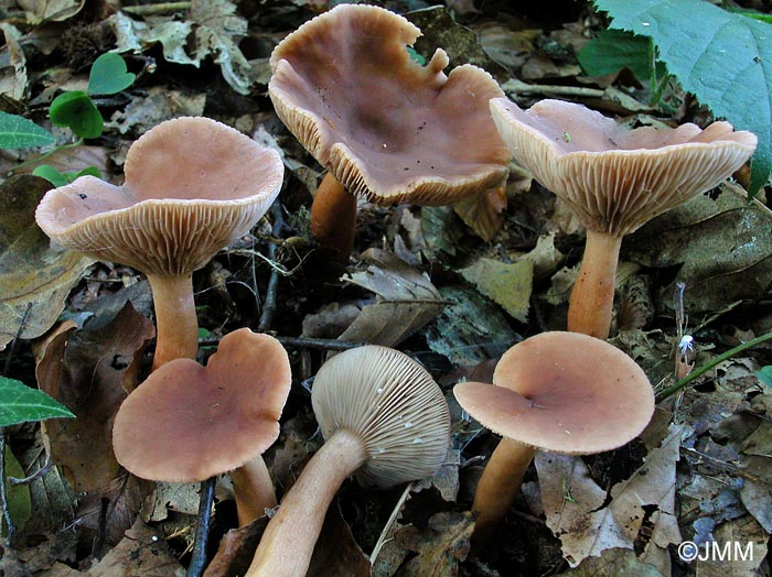 Lactarius subdulcis