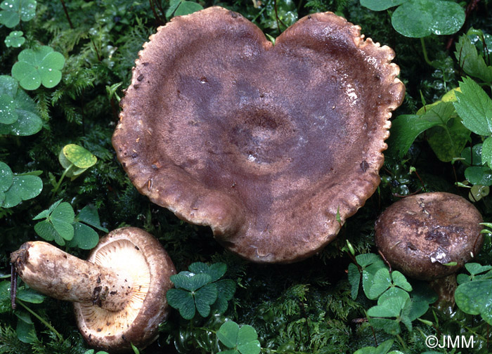 Lactarius subruginosus