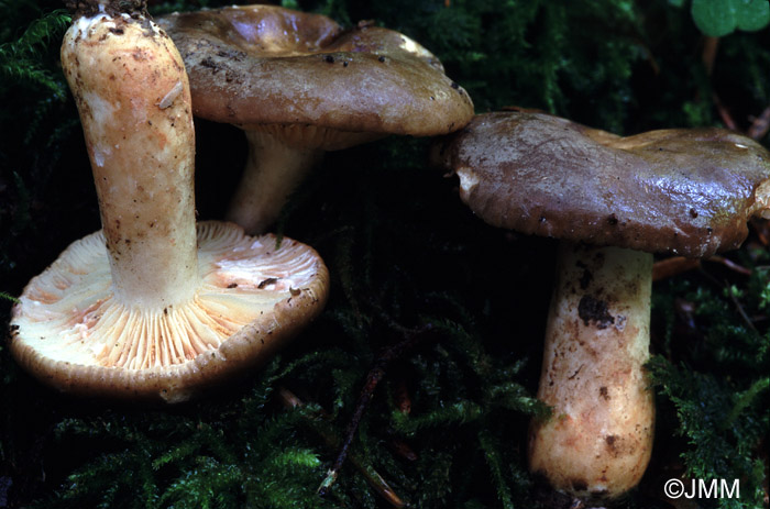 Lactarius subruginosus