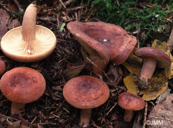 Lactarius britannicus = Lactarius subsericatus