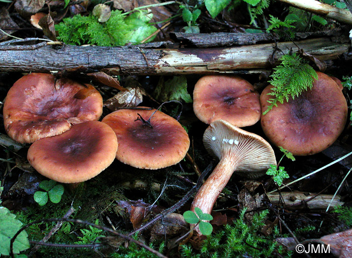 Lactarius britannicus = Lactarius subsericatus