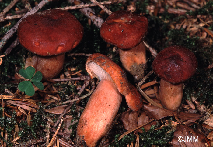 Lactarius britannicus = Lactarius subsericatus