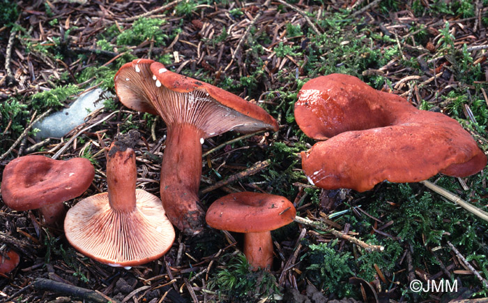 Lactarius britannicus = Lactarius subsericatus